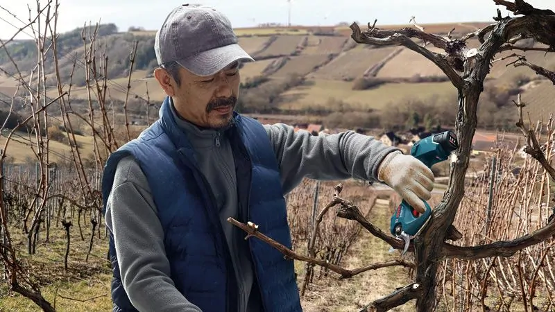 Bosch 06019K1020 Pro Pruner akkus metszőolló (akku és töltő nélkül) kép 6
