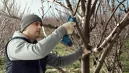 Bosch 06019K1020 Pro Pruner akkus metszőolló (akku és töltő nélkül) kép 5