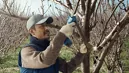 Bosch 06019K1020 Pro Pruner akkus metszőolló (akku és töltő nélkül) kép 7