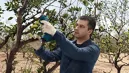 Bosch 06019K1020 Pro Pruner akkus metszőolló (akku és töltő nélkül) kép 8