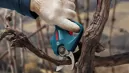Bosch 06019K1020 Pro Pruner akkus metszőolló (akku és töltő nélkül) kép 9